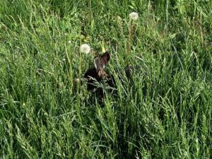 Shadow lurking in the tall grass